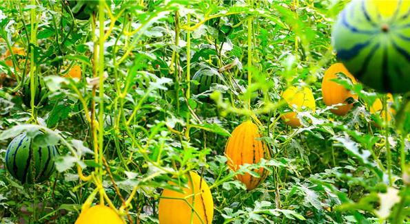 除草劑、殺蟲(chóng)劑、植物生長(zhǎng)調(diào)節(jié)劑 農(nóng)藥有“三劑”用時(shí)要注意